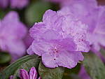 Click to see Y_1020282.JPG
