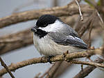 Click to see Y_1020328-MOD.JPG