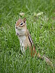 Click to see Y_1020426.JPG
