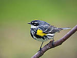 Click to see Y_1020469-MOD.JPG