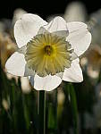 Click to see Y_1020532.JPG