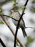 Click to see Y_1020747.JPG
