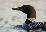 Click to see Y_1020923-MOD.JPG