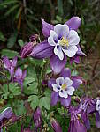 Click to see Y_1030025.JPG