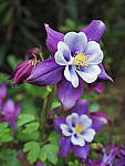 Click to see Y_1030026-MOD.JPG