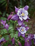 Click to see Y_1030026.JPG