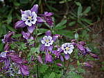 Click to see Y_1030029.JPG