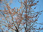 Click to see Y-P1011213.JPG