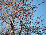 Click to see Y-P1011215.JPG