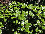 Click to see Y-P1011245.JPG