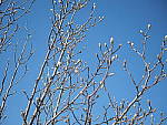 Click to see Y-P1011495.JPG