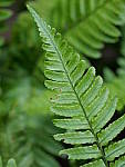 Click to see Y-P1015117.JPG