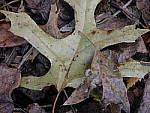 Click to see Y-P1015120.JPG