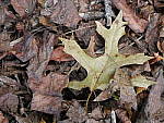 Click to see Y-P1015125.JPG