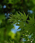 Click to see YC-50-200-2277-EDT.JPG