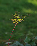 Click to see YC-50-200-2279-EDT.JPG