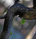 Click to see YC-50-200-2284-EDT.JPG