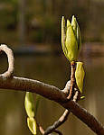 Click to see YC-50-200-2334-EDT.JPG