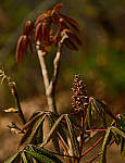 Click to see YC-50-200-2347-EDT.JPG