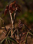 Click to see YC-50-200-2347.JPG
