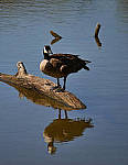 Click to see YD-50-200-2166-EDT.JPG