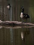 Click to see YD-50-200-2175.JPG