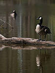 Click to see YD-50-200-2176-EDT.JPG