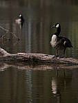 Click to see YD-50-200-2176.JPG