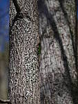 Click to see YD-50-200-2178.JPG