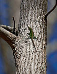 Click to see YD-50-200-2181-EDT.JPG