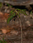 Click to see YD-50-200-2186-EDT.JPG