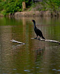 Click to see YD-50-200-2218-EDT.JPG