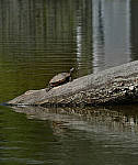 Click to see YD-50-200-2224-EDT.JPG