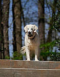 Click to see YD-50-200-2233-EDT.JPG