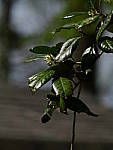 Click to see YD-50-200-2238.JPG