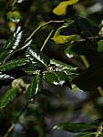 Click to see YD-50-200-2241.JPG