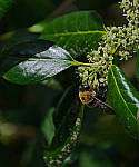 Click to see YD-50-200-2244-EDT.JPG