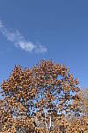 Click to see Y_1000258.JPG