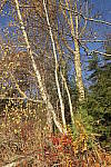 Click to see Y_1000289.JPG