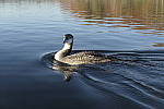 Click to see Y_1000299.JPG