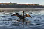 Click to see Y_1000302-MOD.JPG