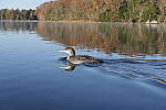 Click to see Y_1000306.JPG