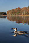 Click to see Y_1000310-MOD.JPG