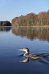 Click to see Y_1000310.JPG