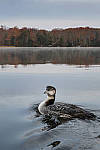 Click to see Y_1000374-MOD.JPG