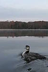Click to see Y_1000374.JPG