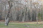 Click to see Y_1010015Focal-Length-72mm.JPG