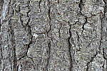 Click to see Y_1010058-ISO-125.JPG