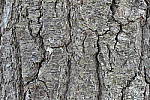 Click to see Y_1010059-ISO-200.JPG