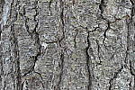 Click to see Y_1010060-ISO-400.JPG
